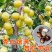 珍珠油杏苗杏树苗基地供应量大质优免费指导技术