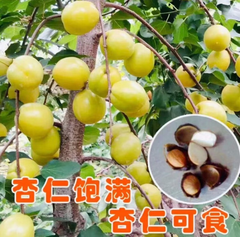 珍珠油杏苗杏树苗基地供应量大质优免费指导技术