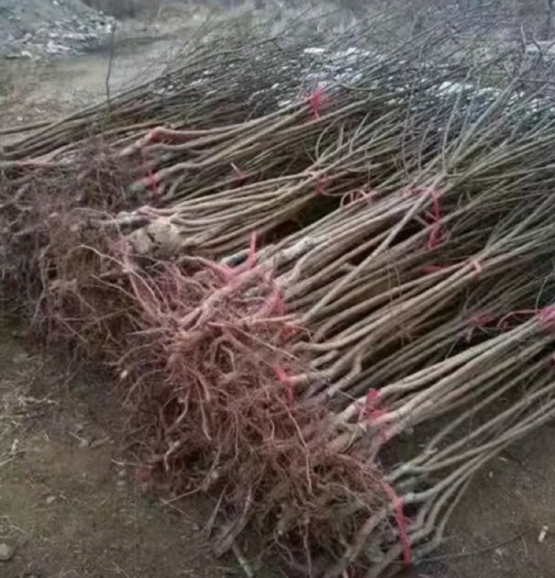 珍珠油杏苗杏树苗基地供应量大质优免费指导技术