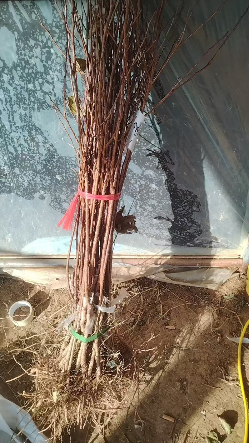 珍珠油杏苗杏树苗基地供应量大质优免费指导技术
