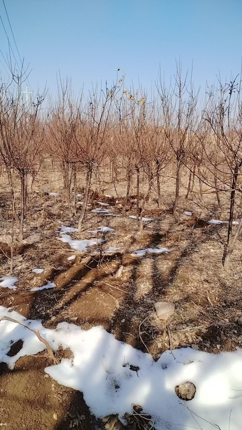 珍珠油杏苗杏树苗基地供应量大质优免费指导技术