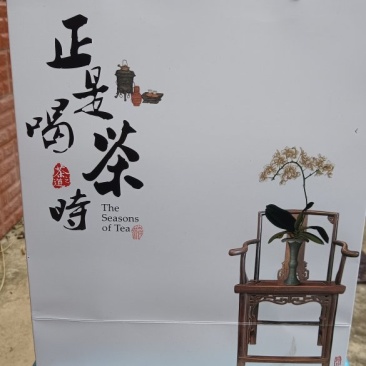 2025年新普洱大树春茶