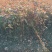 金丝桃地苗高度40一50Cm，基地有量，欢迎订购。