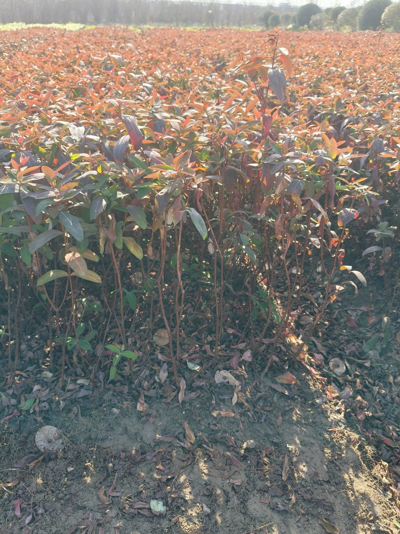 金丝桃地苗高度40一50Cm，基地有量，欢迎订购。