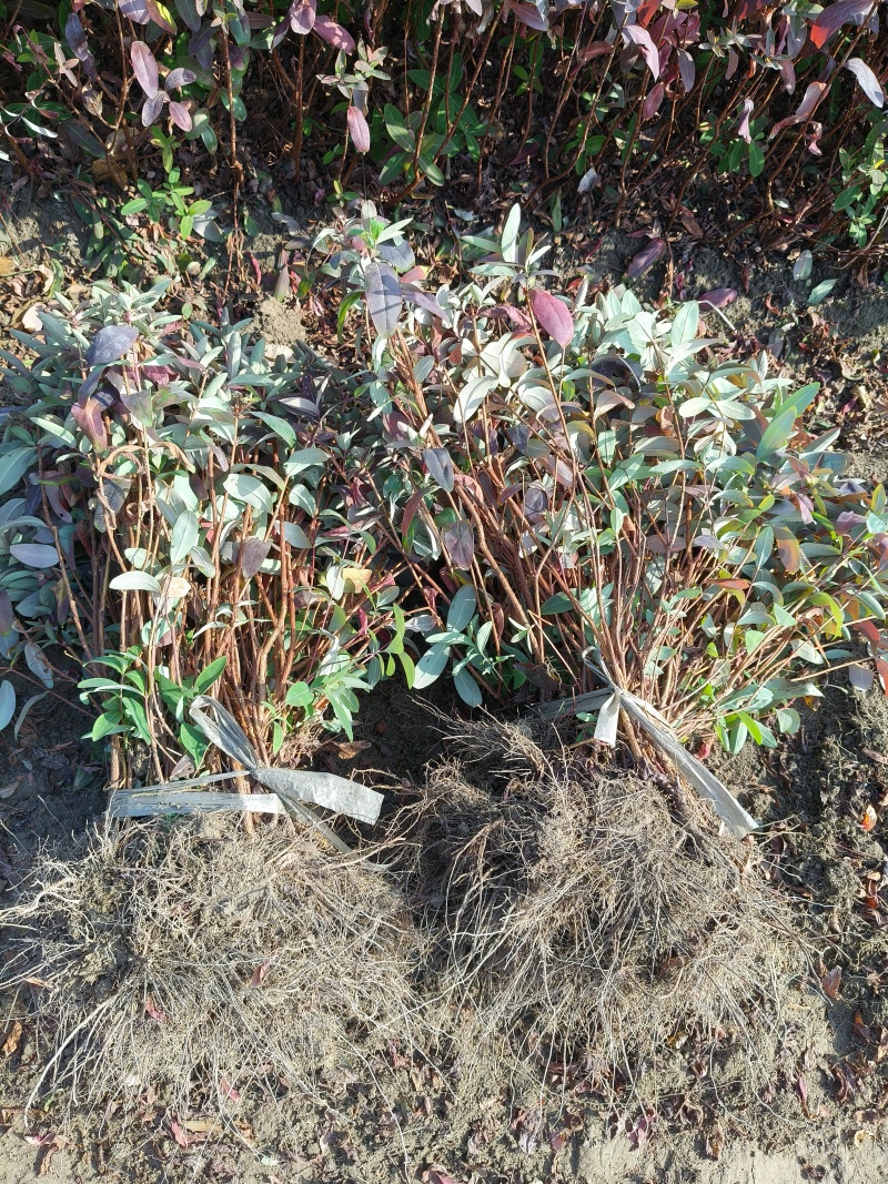 金丝桃地苗高度40一50Cm，基地有量，欢迎订购。