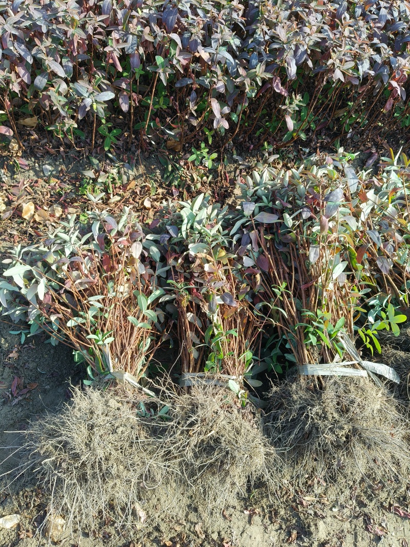 金丝桃地苗高度40一50Cm，基地有量，欢迎订购。