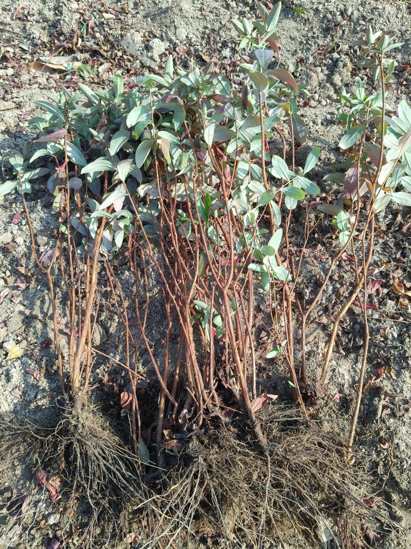 金丝桃地苗高度40一50Cm，基地有量，欢迎订购。