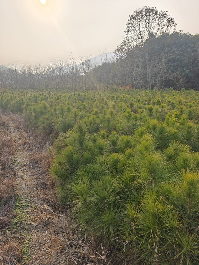 湿地松1到3年苗成活率高价格优惠欢迎来电详谈品质保证