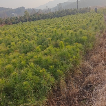 湿地松1到3年苗成活率高价格优惠欢迎来电详谈品质保证