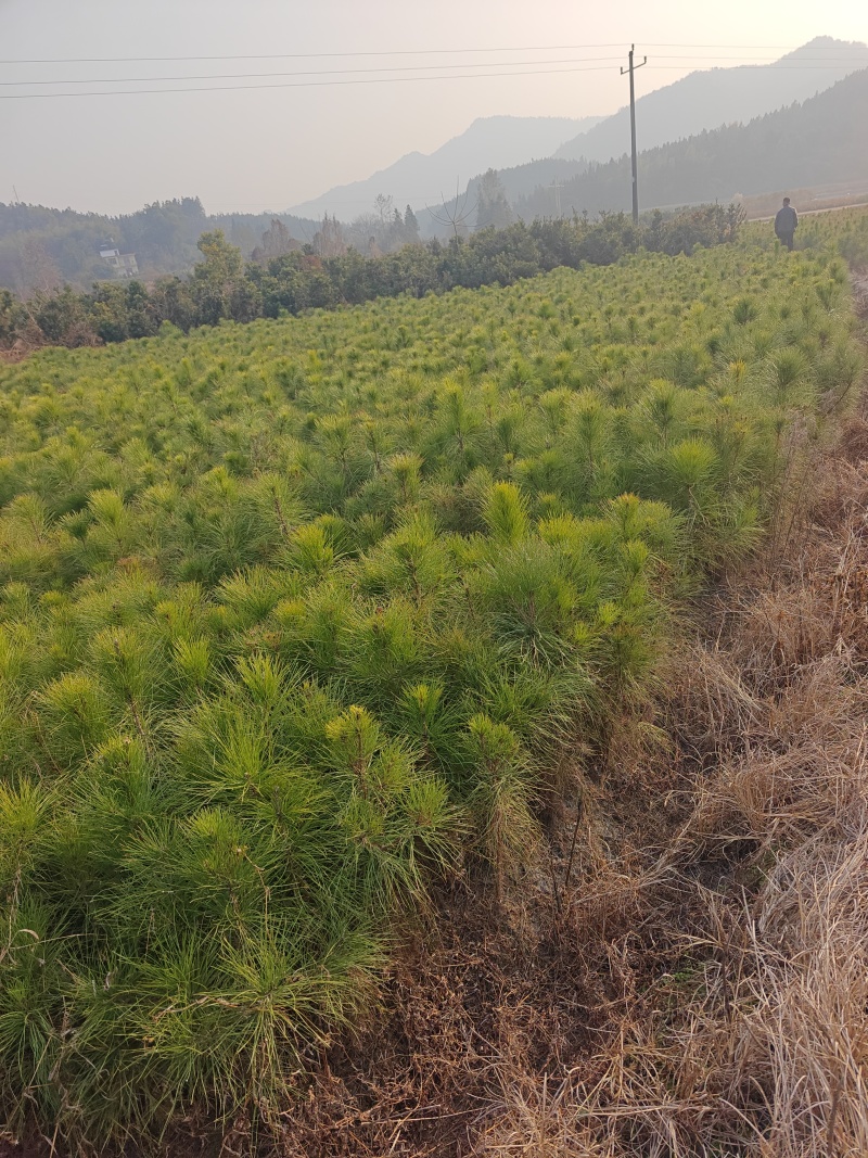 湿地松1到3年苗成活率高价格优惠欢迎来电详谈品质保证