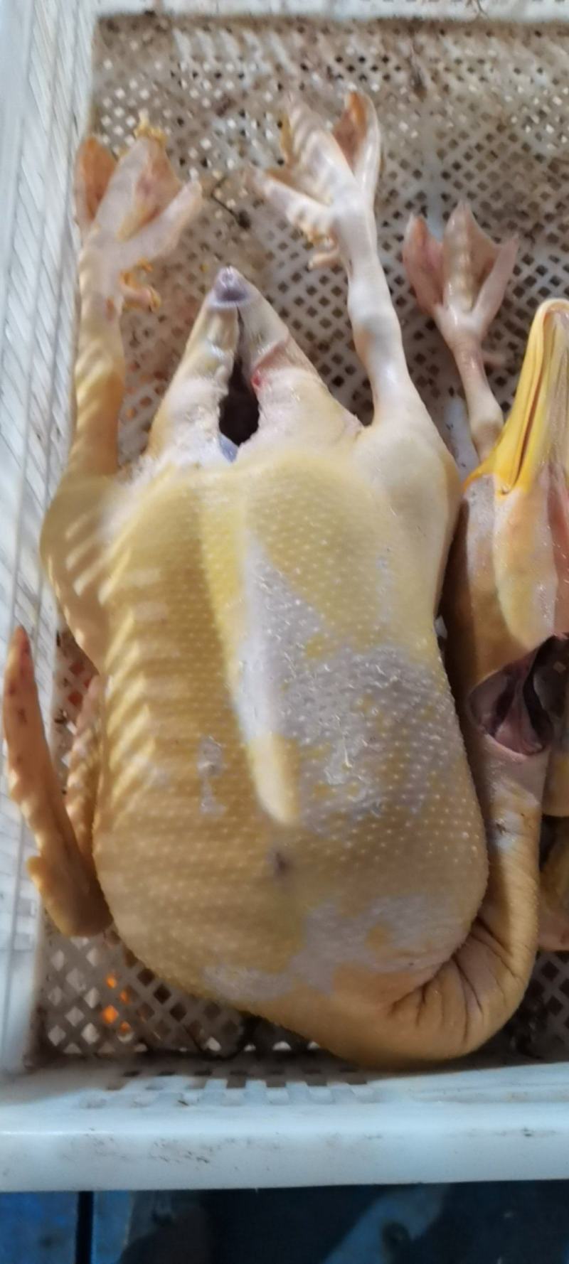 黄皮鸭