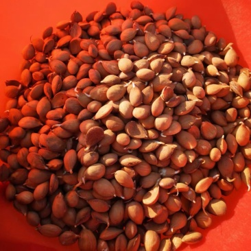 毛桃种子毛桃胡桃核桃胡种子山桃种子全国发货