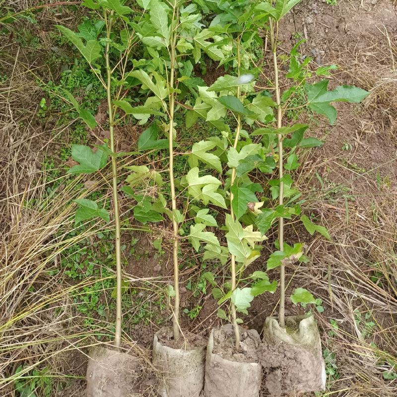 造林防火苗木，枫香袋苗，裸根苗，各规格品种都有货