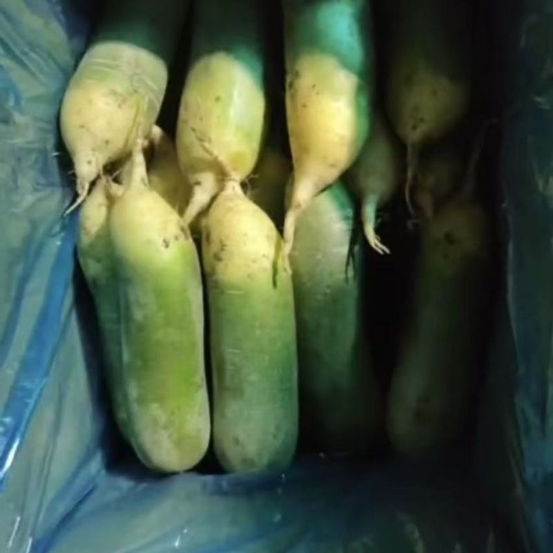 平度水果萝卜，脆甜不辣
