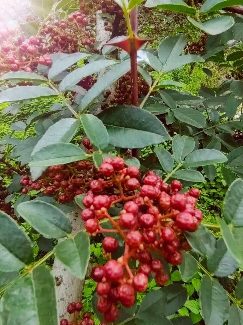 凉山大红袍红花椒，货源充足，品质保证，量大从优，欢迎咨询