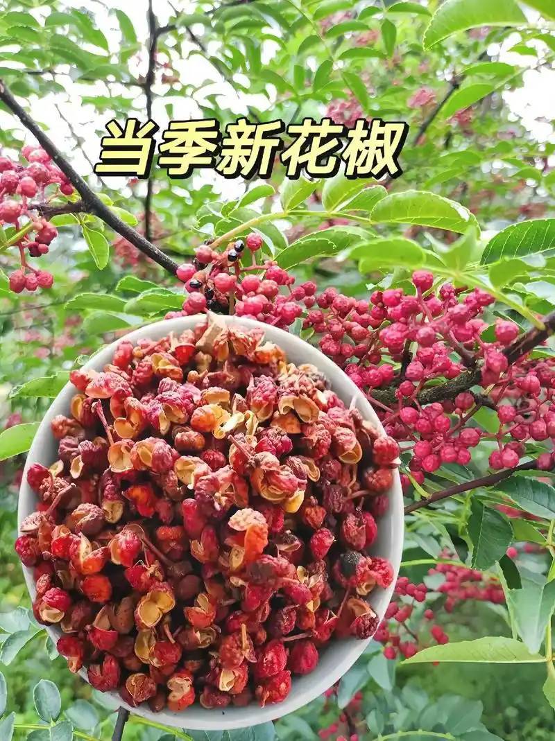 凉山大红袍红花椒，货源充足，品质保证，量大从优，欢迎咨询
