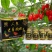 老房东长白山人参虫草酒纯粮酿造厂家发货量大从优42度