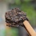2025年蛇年班章熟饼，芽头满布，里外一致