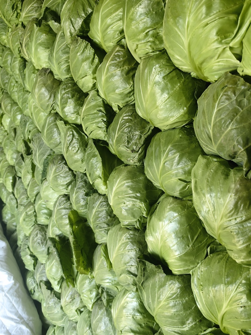 山东临沂韩国青甘蓝菜宣绿