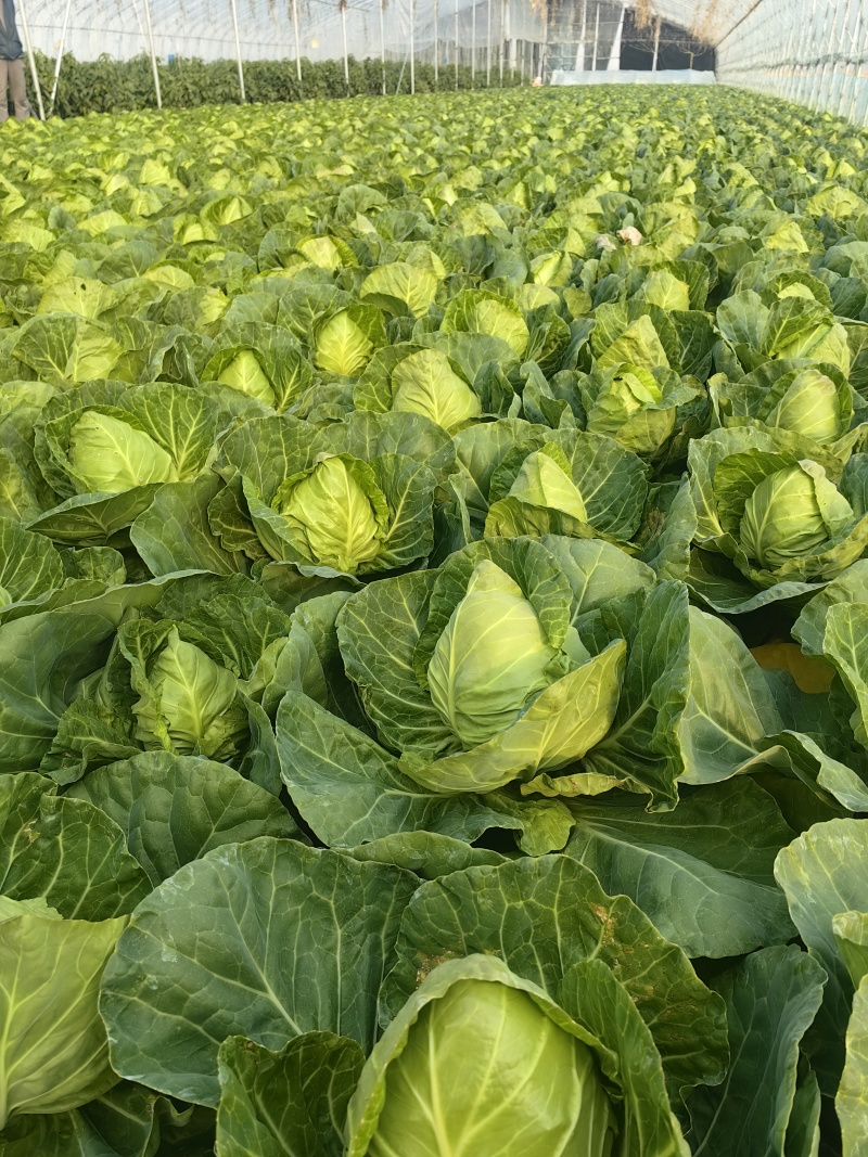山东临沂韩国青甘蓝菜宣绿