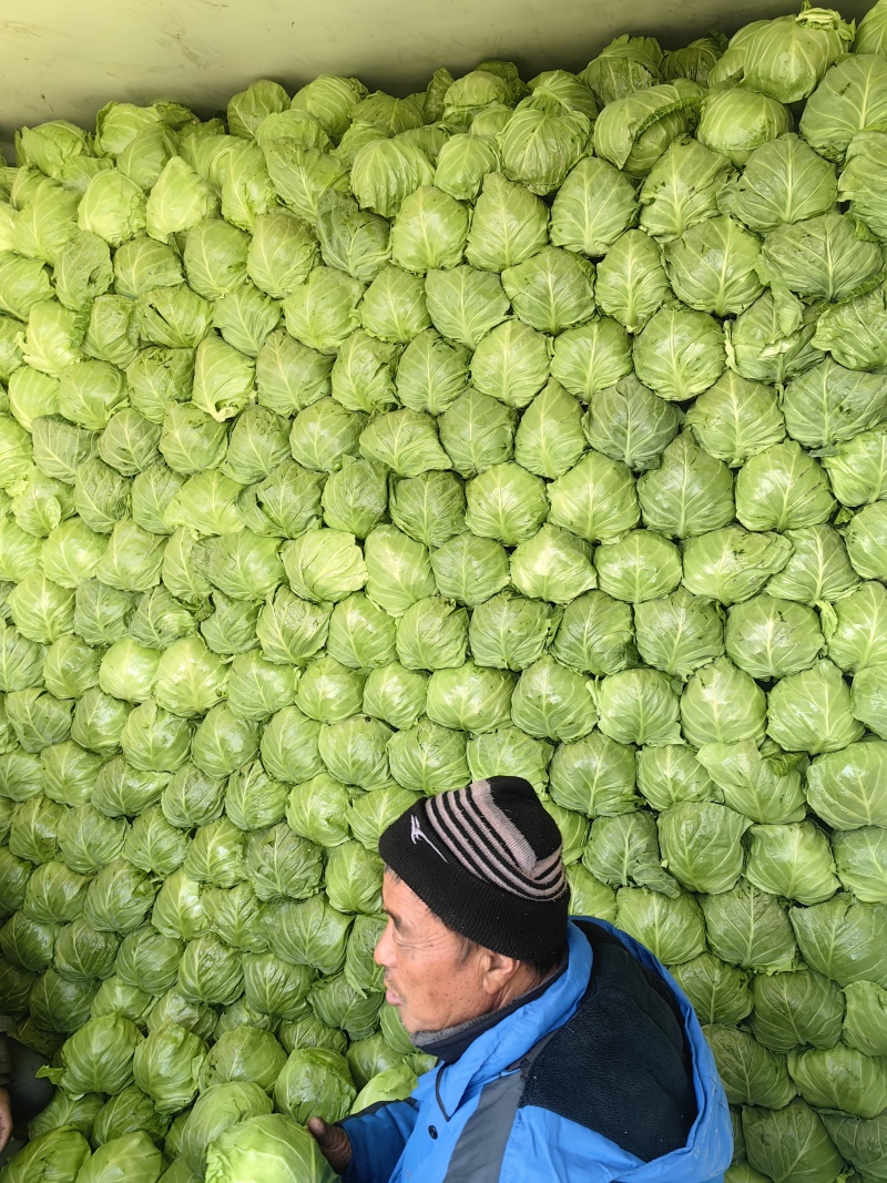 山东临沂韩国青甘蓝菜宣绿