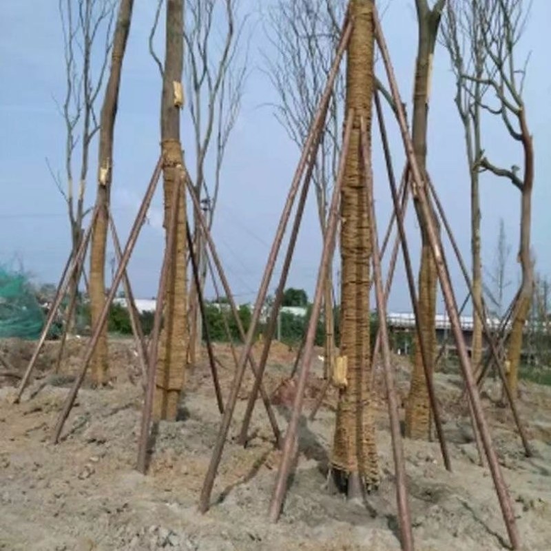 定制杉木桩户外河道工程驳岸桩营地民宿木园林绿化树木支撑杆