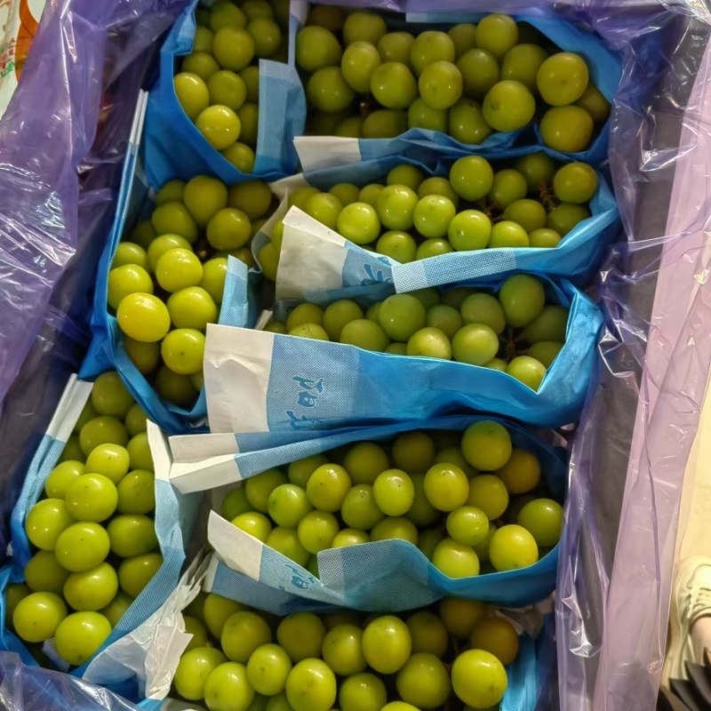阳光玫瑰，口感质量很好
