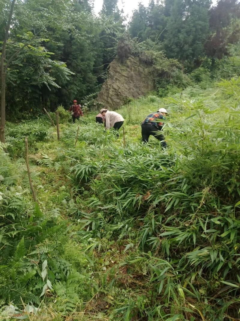 3月竹8月竹苗