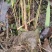 3月竹8月竹苗