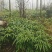 3月竹8月竹苗