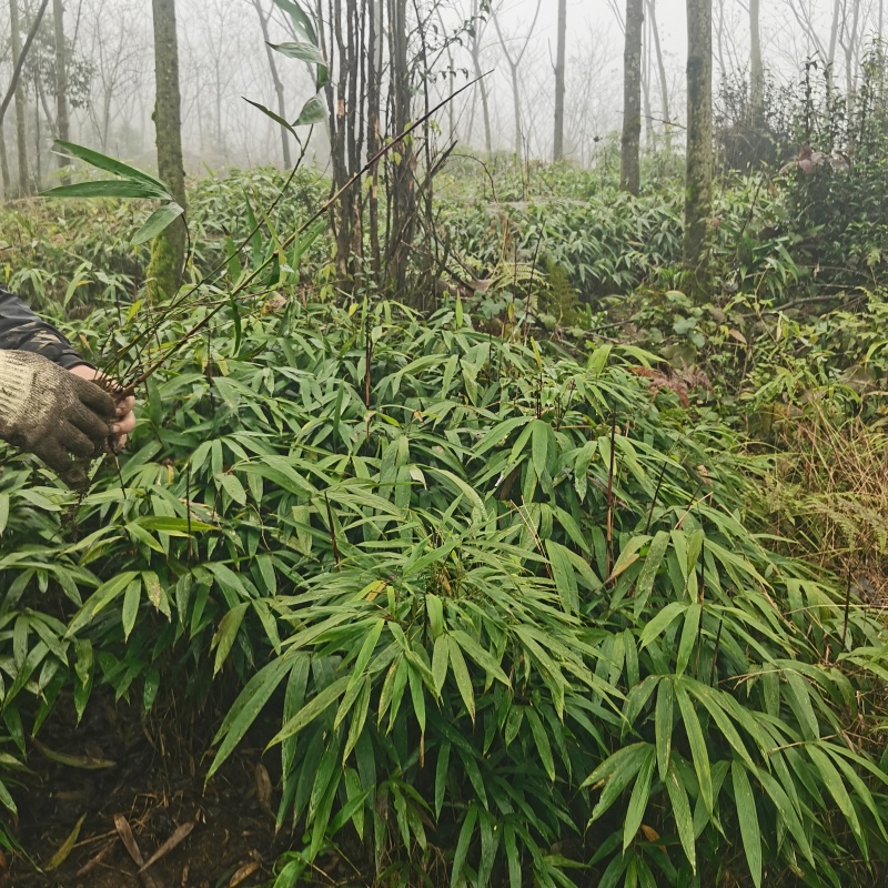 3月竹8月竹苗