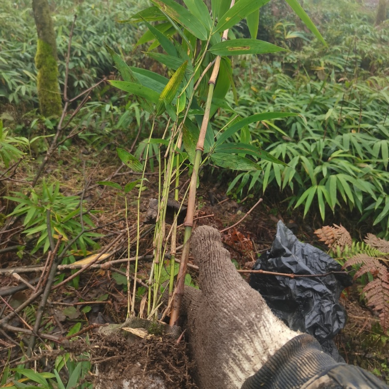 3月竹8月竹苗