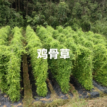鸡骨草中药材批发全国发货欢迎选购保质保量