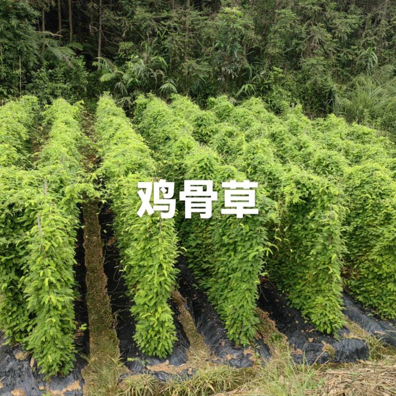 鸡骨草中药材批发全国发货欢迎选购保质保量
