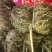 鸡骨草中药材批发全国发货欢迎选购保质保量