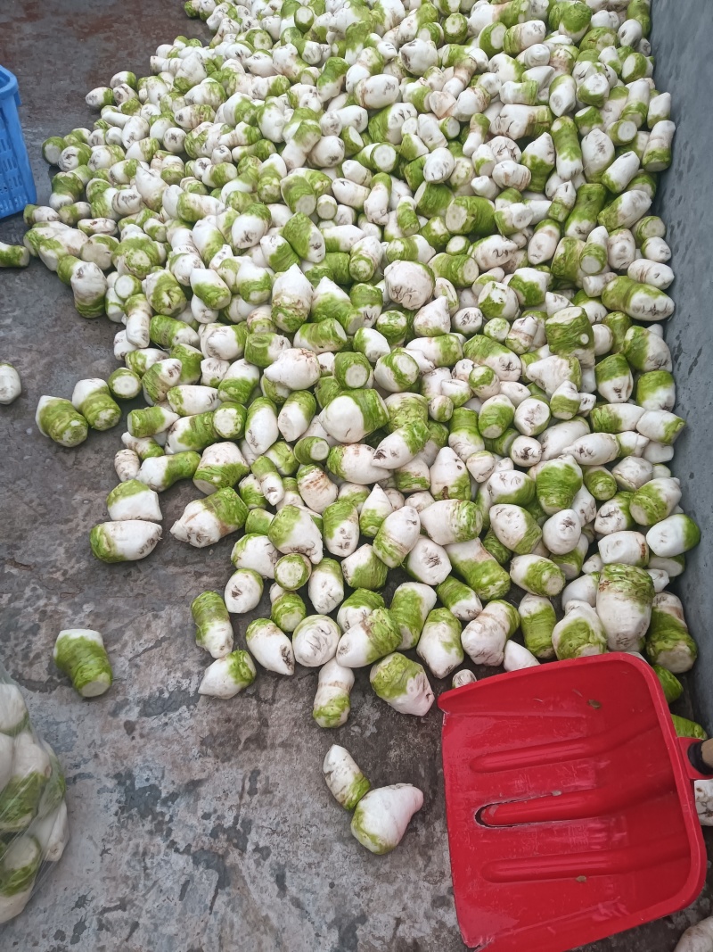 四川大头菜大量上市可以走挂车机洗大头菜泥大头菜