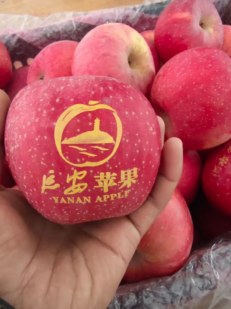 延安苹果，中国果礼。