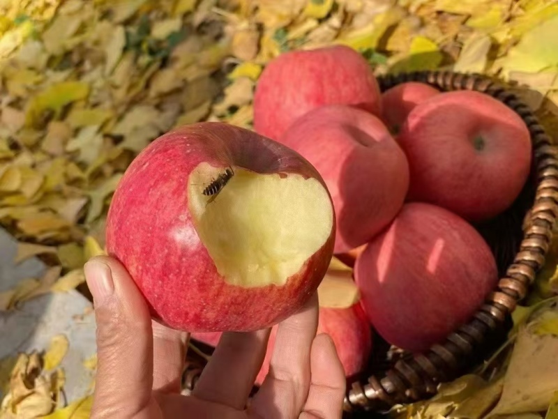 延安苹果，中国果礼。