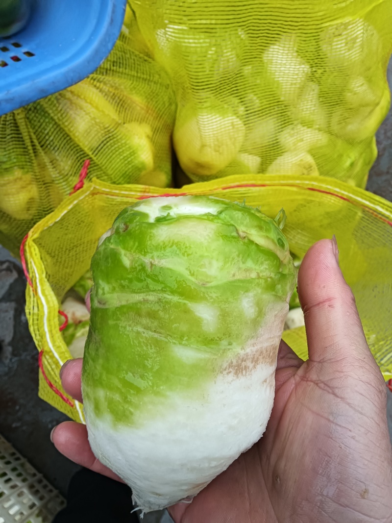 四川大头菜大量上市可以走挂车机洗大头菜泥大头菜