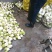 四川大头菜大量上市可以走挂车机洗大头菜泥大头菜