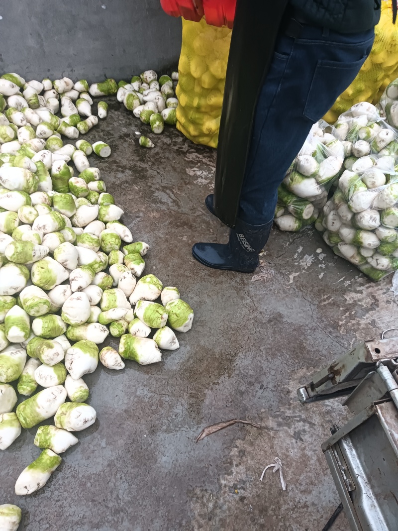 四川大头菜大量上市可以走挂车机洗大头菜泥大头菜