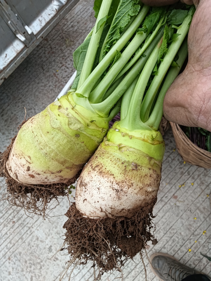 四川大头菜大量上市可以走挂车机洗大头菜泥大头菜