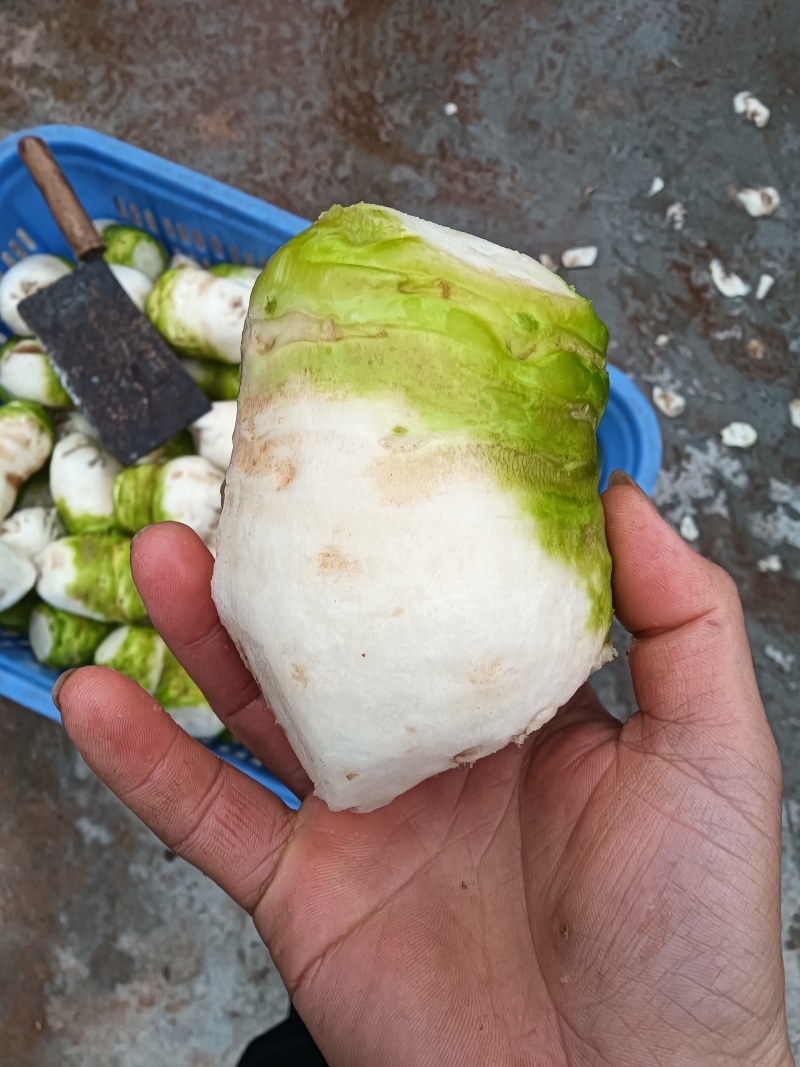 四川大头菜大量上市可以走挂车机洗大头菜泥大头菜