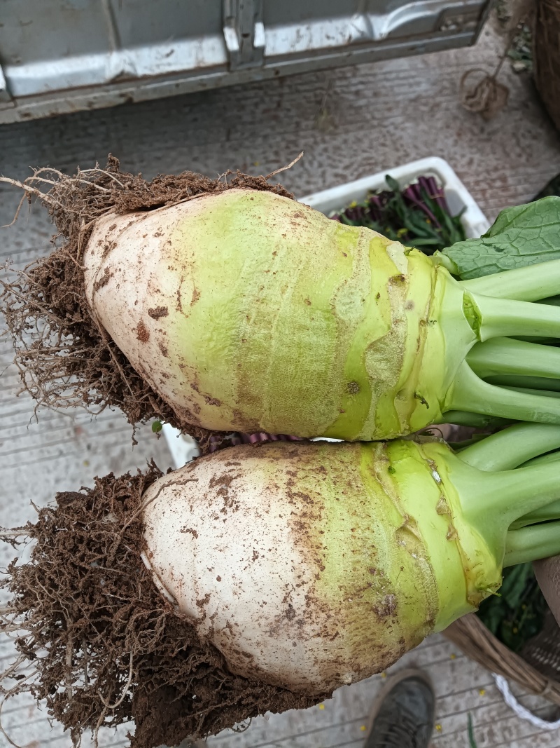 四川大头菜大量上市可以走挂车机洗大头菜泥大头菜