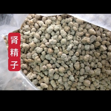 中药材肾精子牛结石