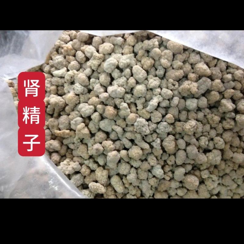 中药材肾精子牛结石