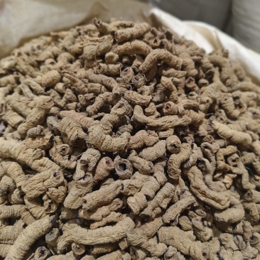巴戟天新货巴戟天大肉货中肉巴戟天干净各种规格批发零售