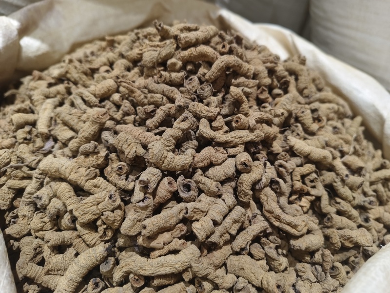 巴戟天新货巴戟天大肉货中肉巴戟天干净各种规格批发零售