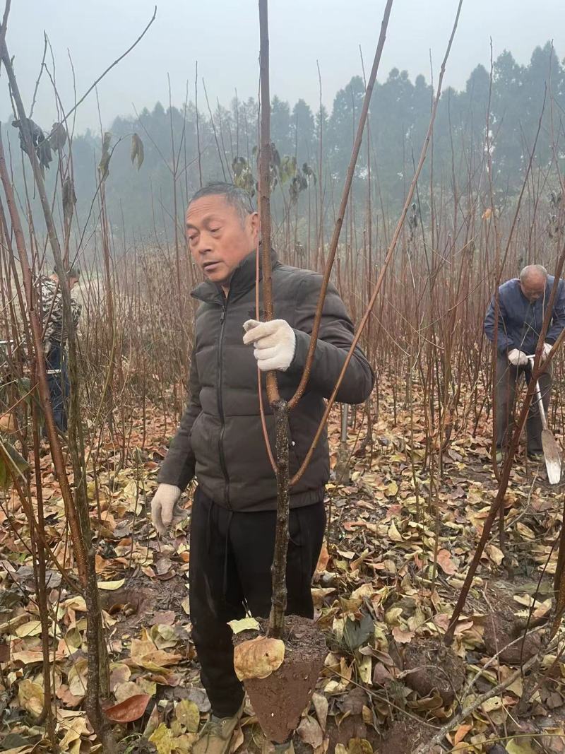柿子苗，太秋，脆甜柿子苗