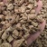 巴戟天新货巴戟天大肉货中肉巴戟天干净各种规格批发零售